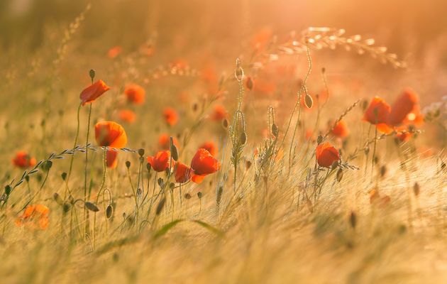 Wenn der Mohn wieder blüht