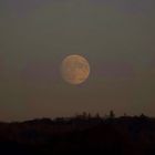 wenn der Mond über dem Herbstwald aufgeht