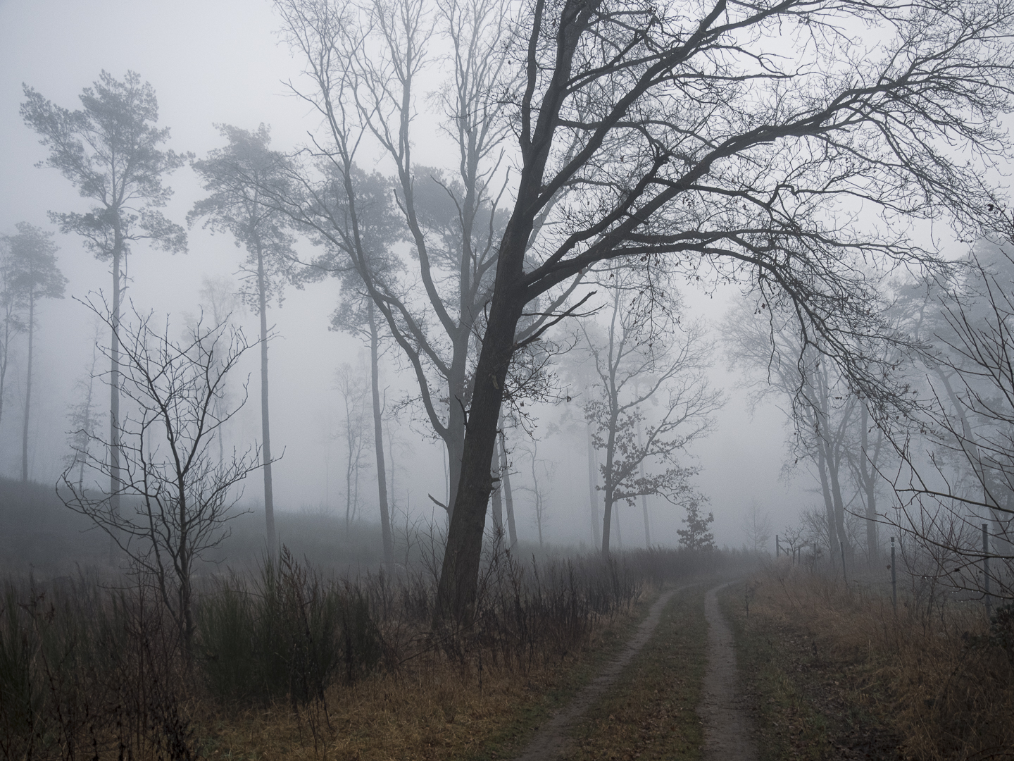 Wenn der Nebel die Farbe verschlingt......