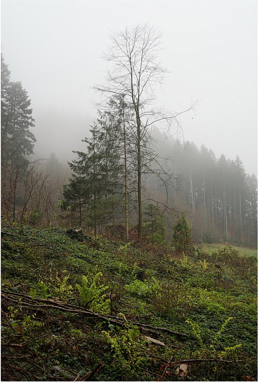 Wenn der Nebel in den Zweigen hängt - 1