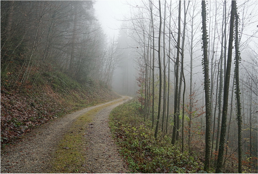 Wenn der Nebel in den Zweigen hängt - 2