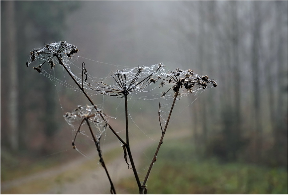 Wenn der Nebel in den Zweigen hängt - 3