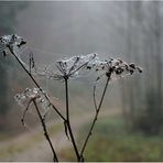 Wenn der Nebel in den Zweigen hängt - 3