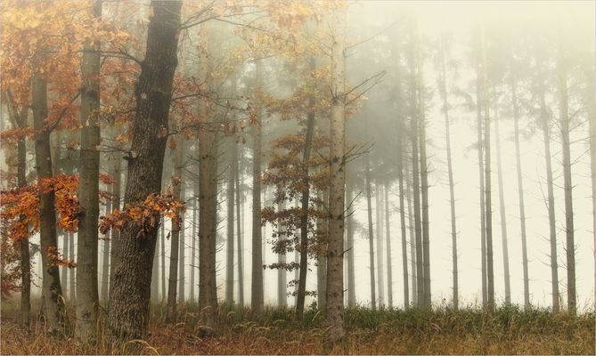 wenn der Nebel kommt ….