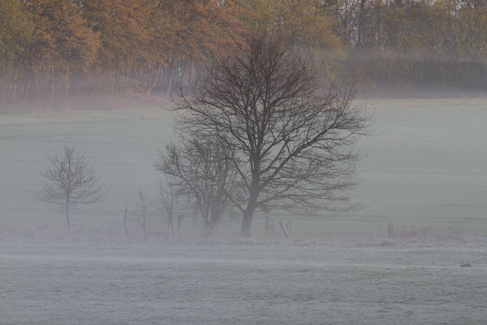 Wenn der Nebel sich lichtet .....