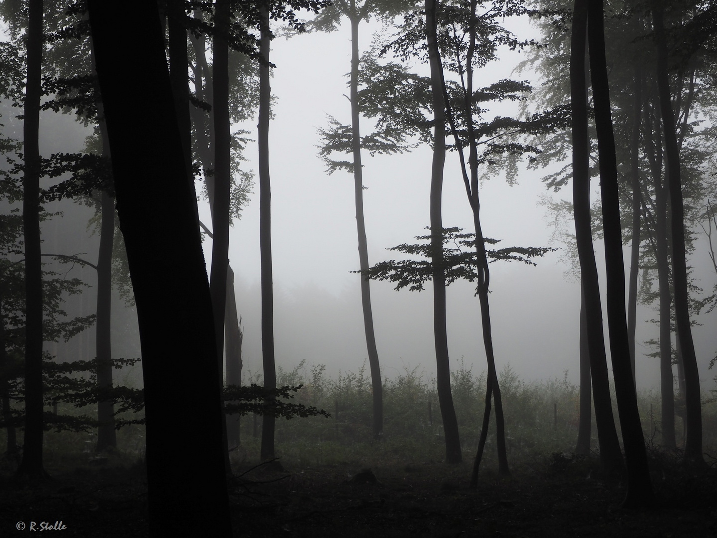 Wenn der Nebel sich noch nicht lichten will.