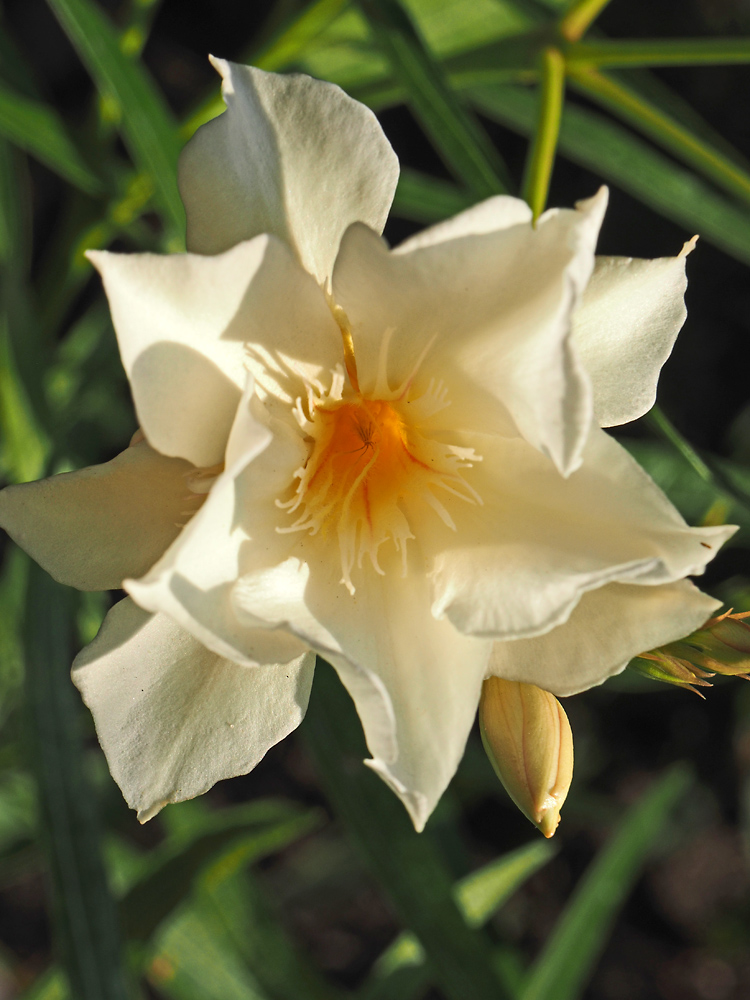 Wenn der Oleander auf meiner Terrasse blüht ....