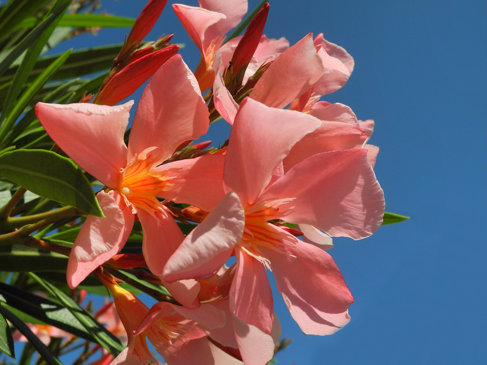 wenn der Oleander blüht....