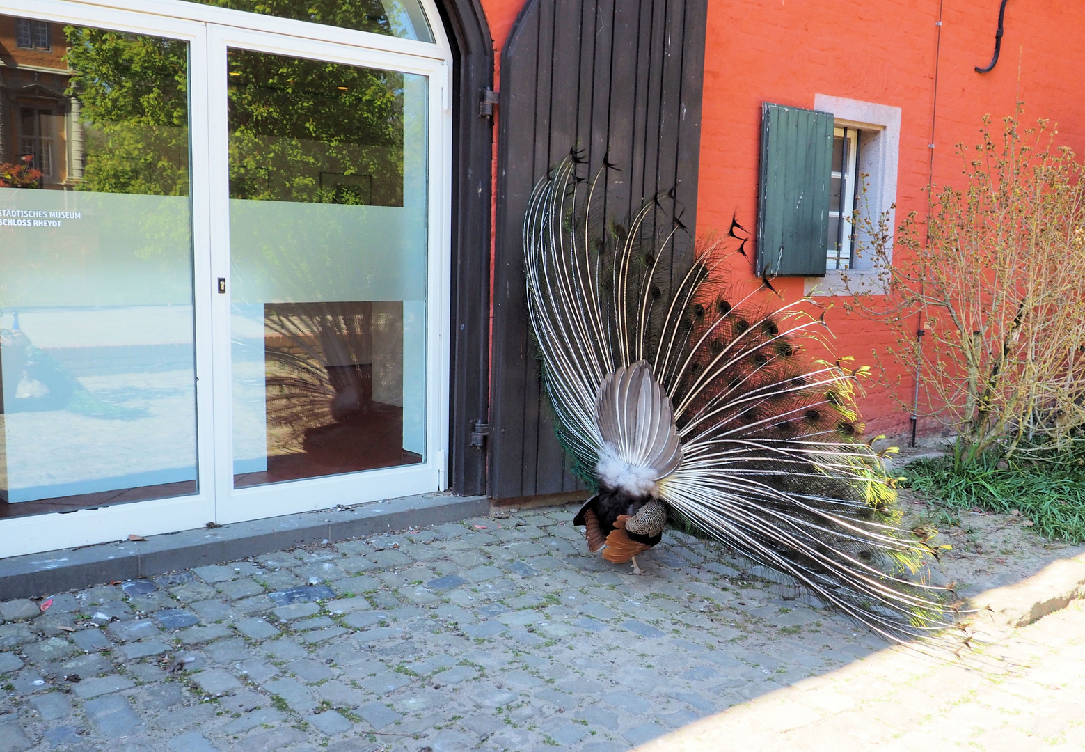 Wenn der Pfau seinen Hintern spiegelt ..