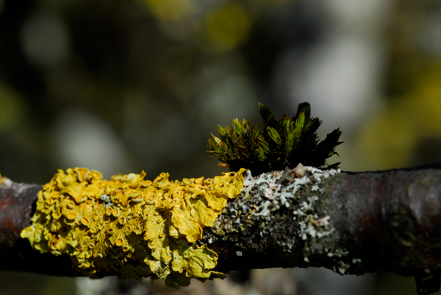 Wenn der Pilz mit der Alge...