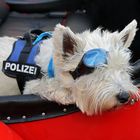 Wenn der Polizeihund wacht...............