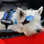 Wenn der Polizeihund wacht...............