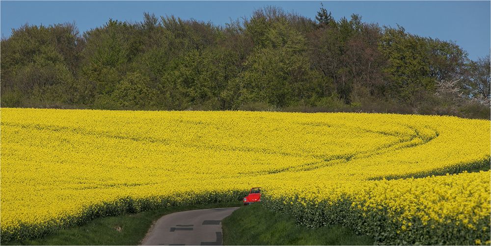 Wenn der Raps im Weserbergland blüht