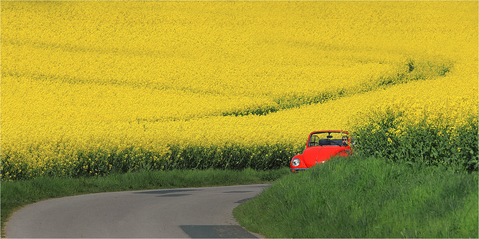 Wenn der Raps im Weserbergland blüht (II)