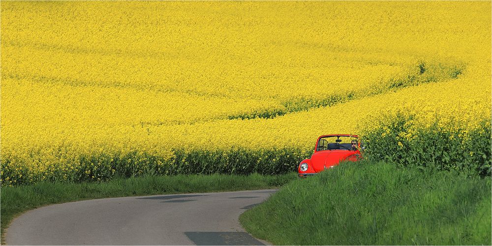 Wenn der Raps im Weserbergland blüht (II)