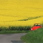 Wenn der Raps im Weserbergland blüht (II)