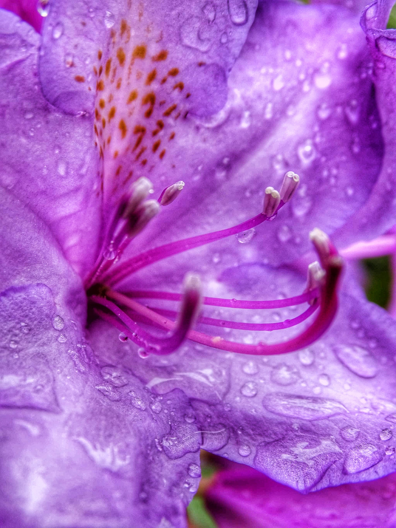 Wenn der Regen die Blüte küsst