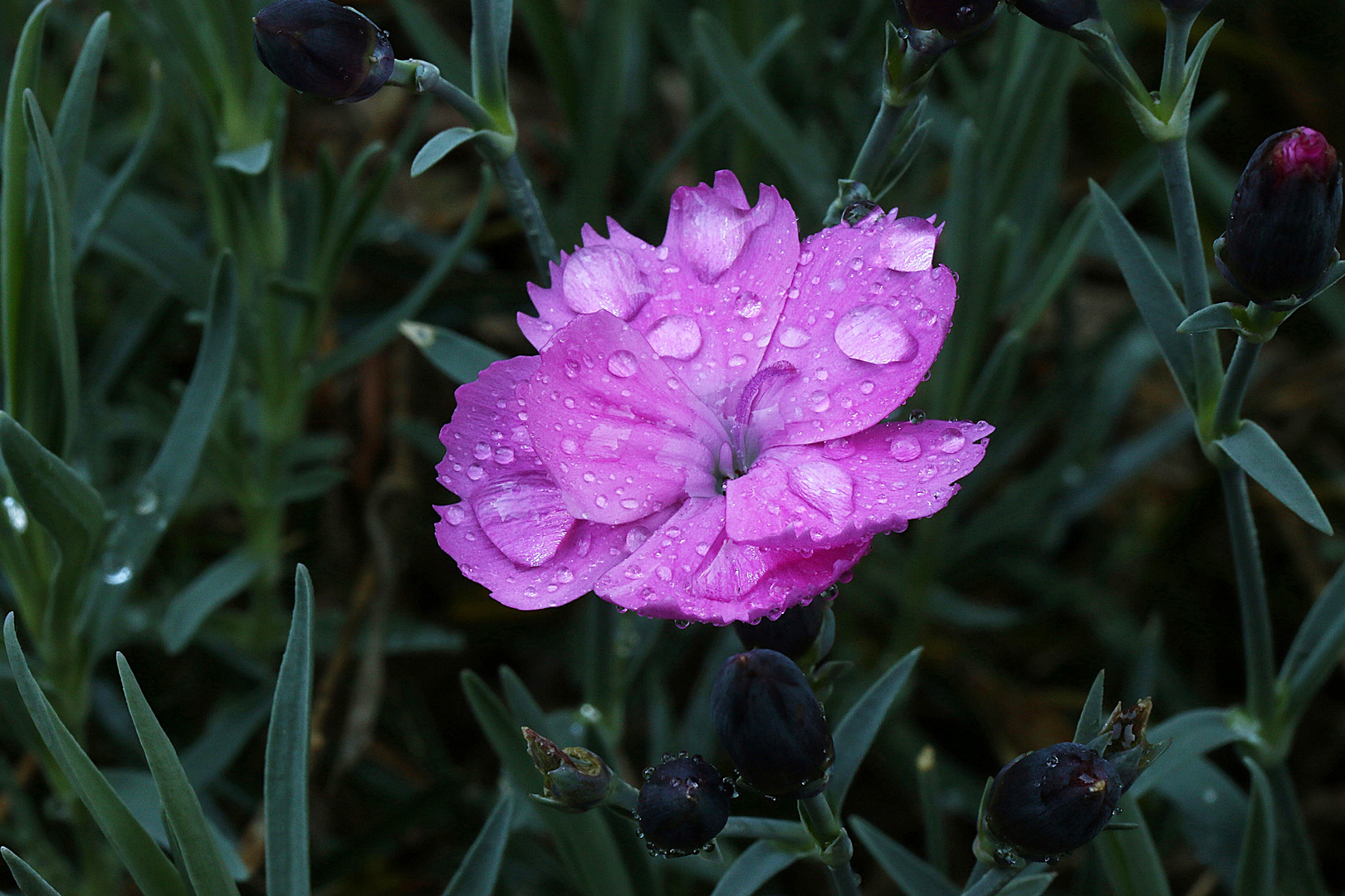 wenn der Regen fällt.... 