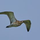 Wenn der Regenbrachvogel....