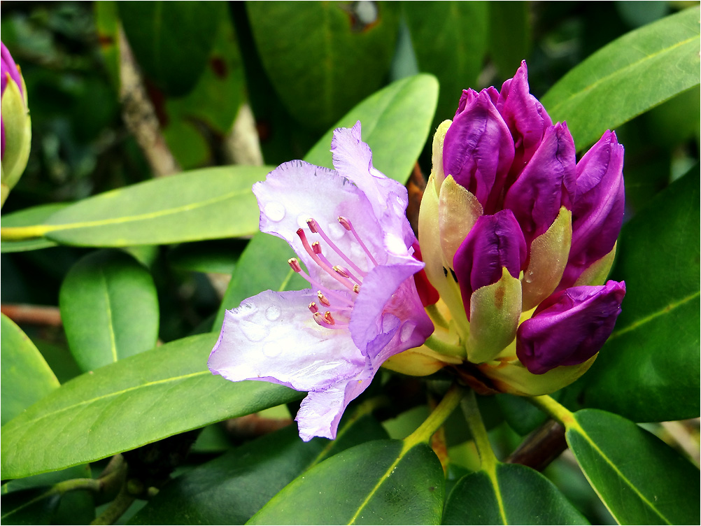 Wenn der Rhododendron blüht...