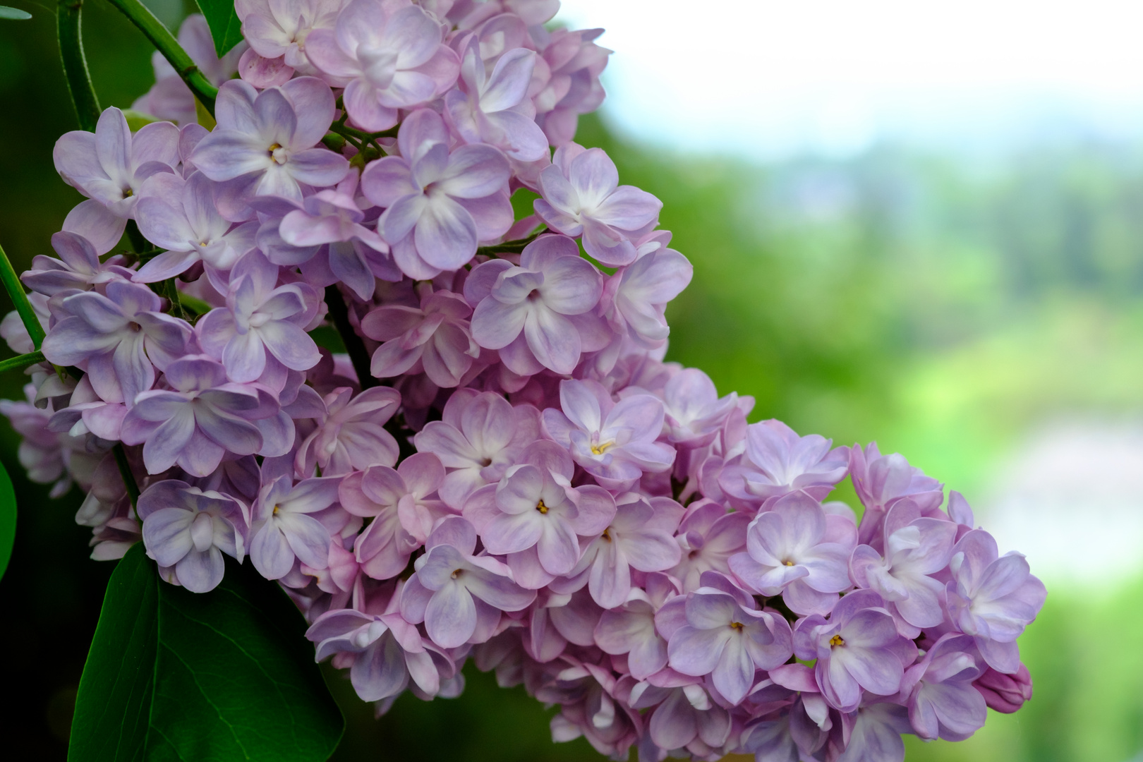 Wenn Der Rosa Flieder Wieder Bluht Foto Bild Pflanzen Pilze