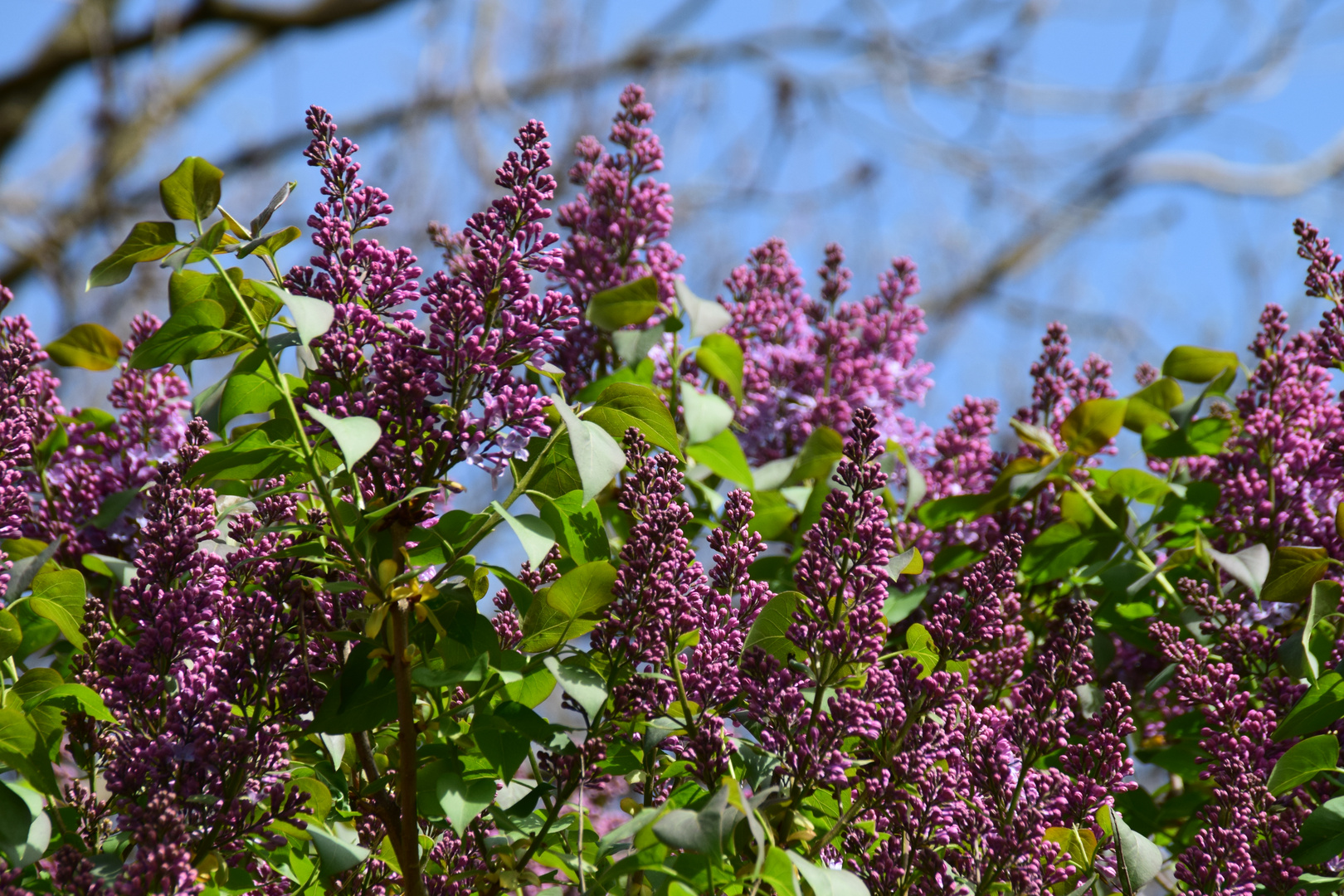 Wenn der rote Flieder wieder blüht....