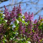 Wenn der rote Flieder wieder blüht....