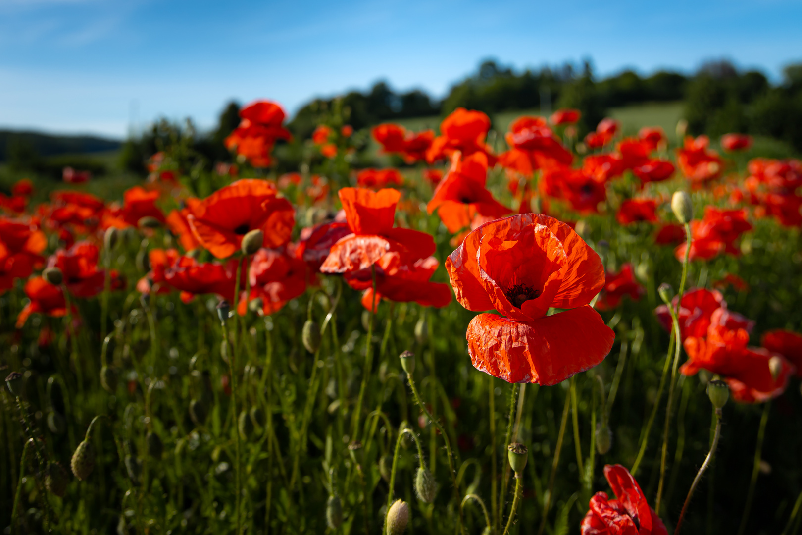 Wenn der rote Klatschmohn blüht...