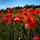 Wenn der rote Klatschmohn blüht...