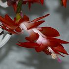 Wenn der Schlumbergera - Kaktus blüht