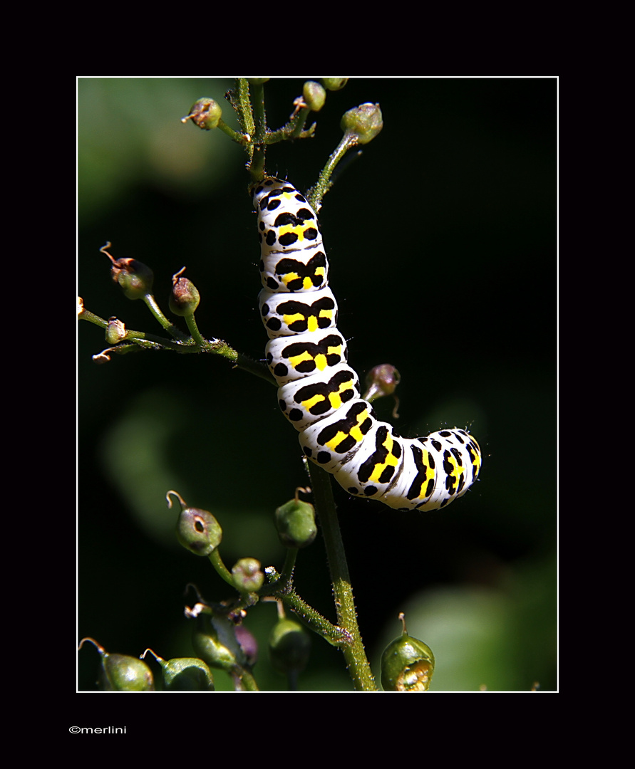 Wenn der Schmetterling auch so schön wird...