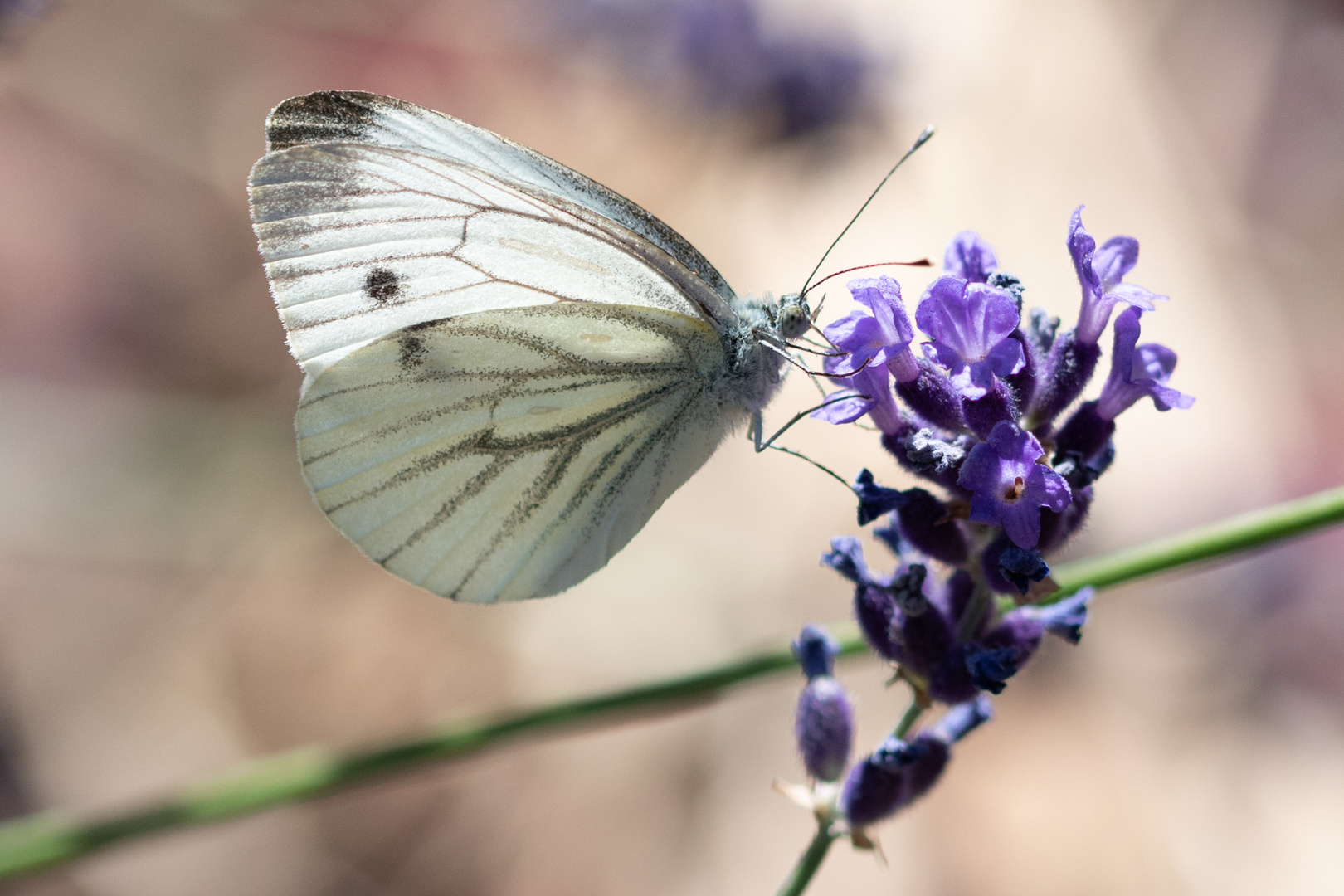 Wenn der Schmetterling dem Lavendelduft erlegen ist ...