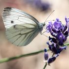 Wenn der Schmetterling dem Lavendelduft erlegen ist ...