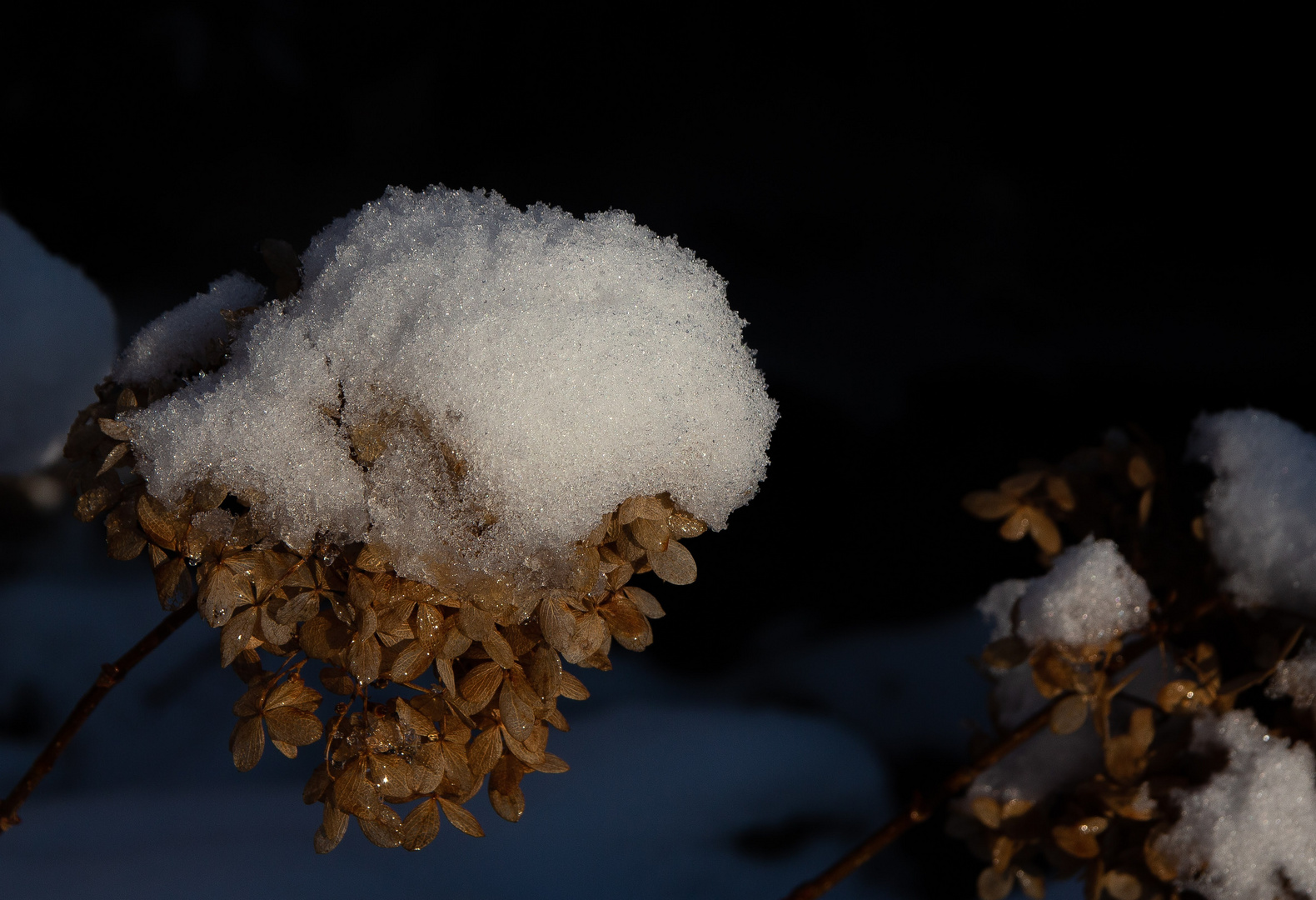 Wenn der Schnee der Blüte eine Haube aufsetzt...