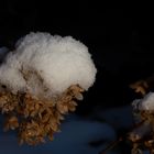 Wenn der Schnee der Blüte eine Haube aufsetzt...