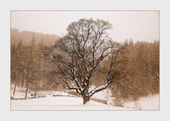 Wenn der Schnee kommt ...