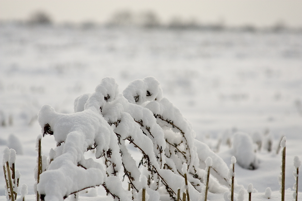 Wenn der Schnee schwer wird!