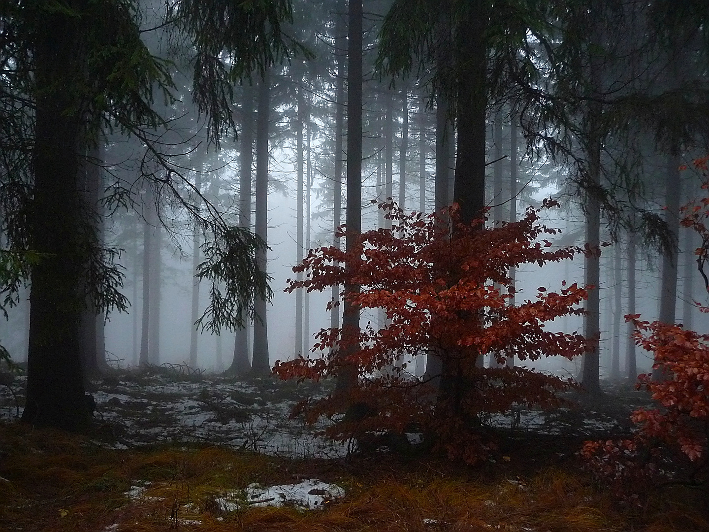 Wenn der Schnee weg ist, wirds im Wald wieder dunkel