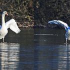 wenn der Schwan aus sicht herausgeht