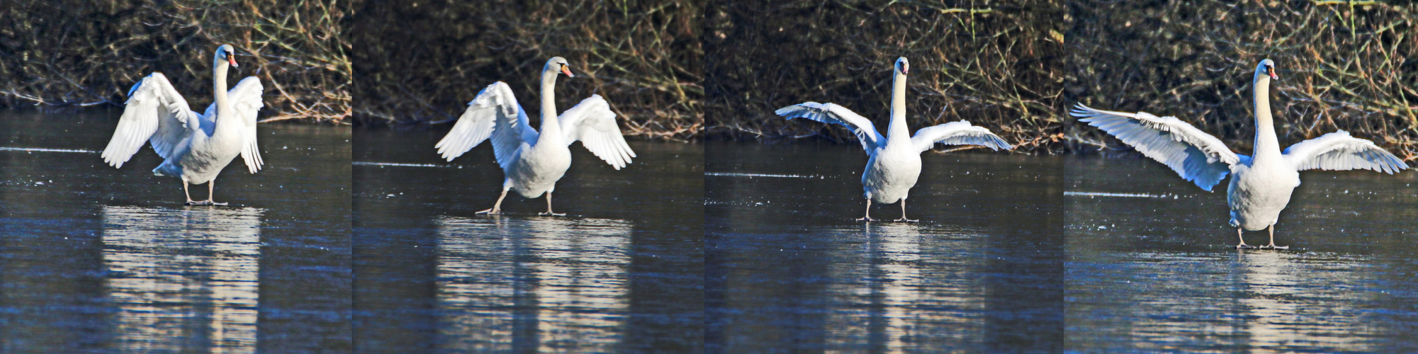 wenn der Schwan aus sicht herausgeht