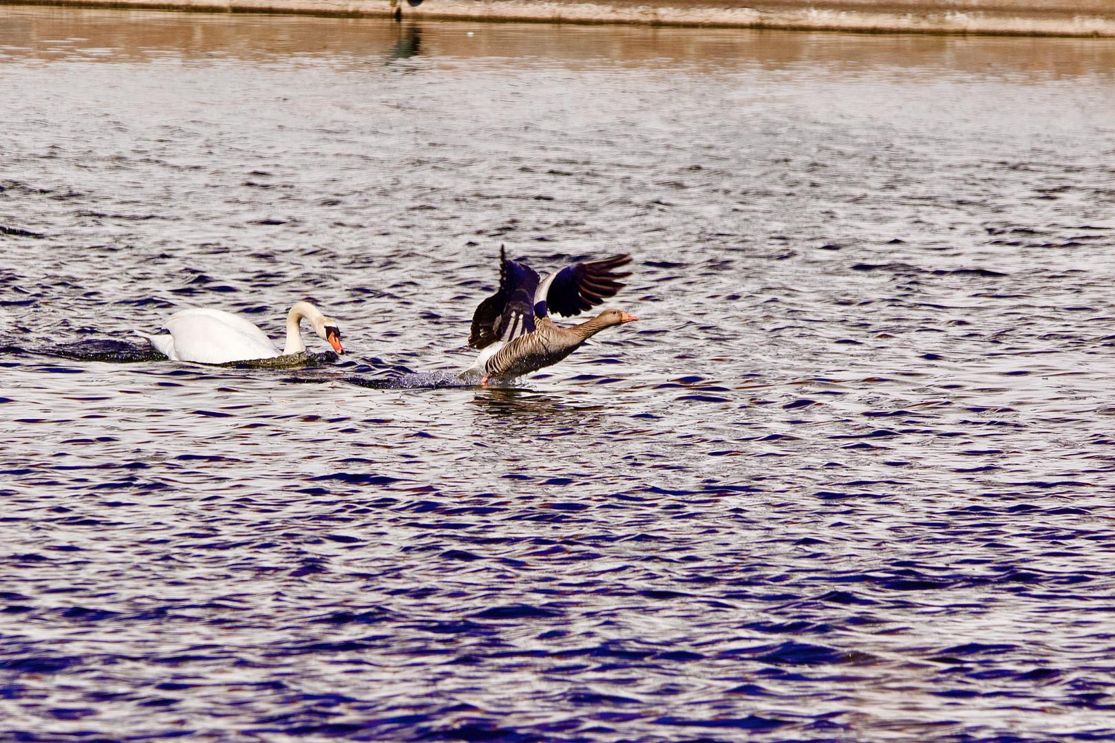 Wenn der Schwan mit der Gans auf Tuchfühlung geht. 