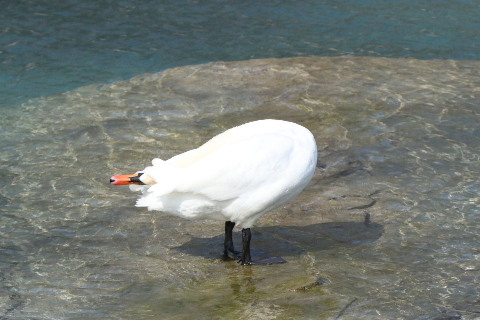 Wenn der Schwan Yoga macht..