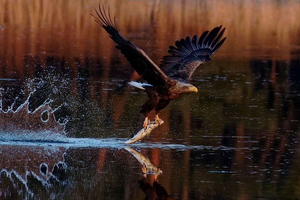 Wenn der Seeadler seine Beute ditscht... 