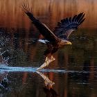 Wenn der Seeadler seine Beute ditscht... 