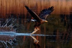 Wenn der Seeadler seine Beute ditscht... 