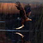 Wenn der Seeadler seine Beute ditscht... 