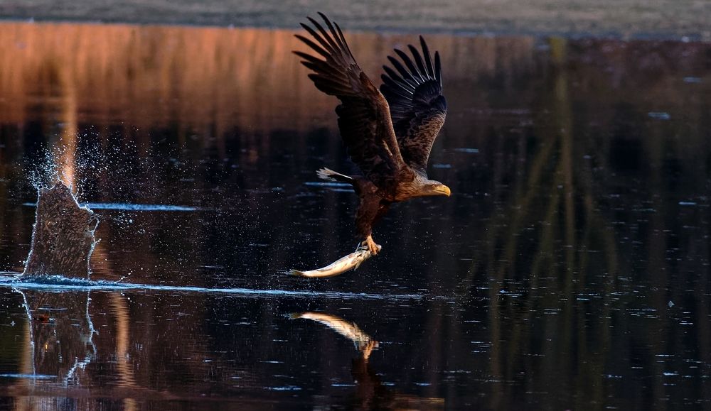 Wenn der Seeadler seine Beute ditscht... 