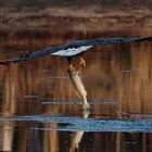 Wenn der Seeadler seine Beute ditscht... 