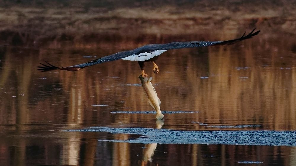 Wenn der Seeadler seine Beute ditscht... 