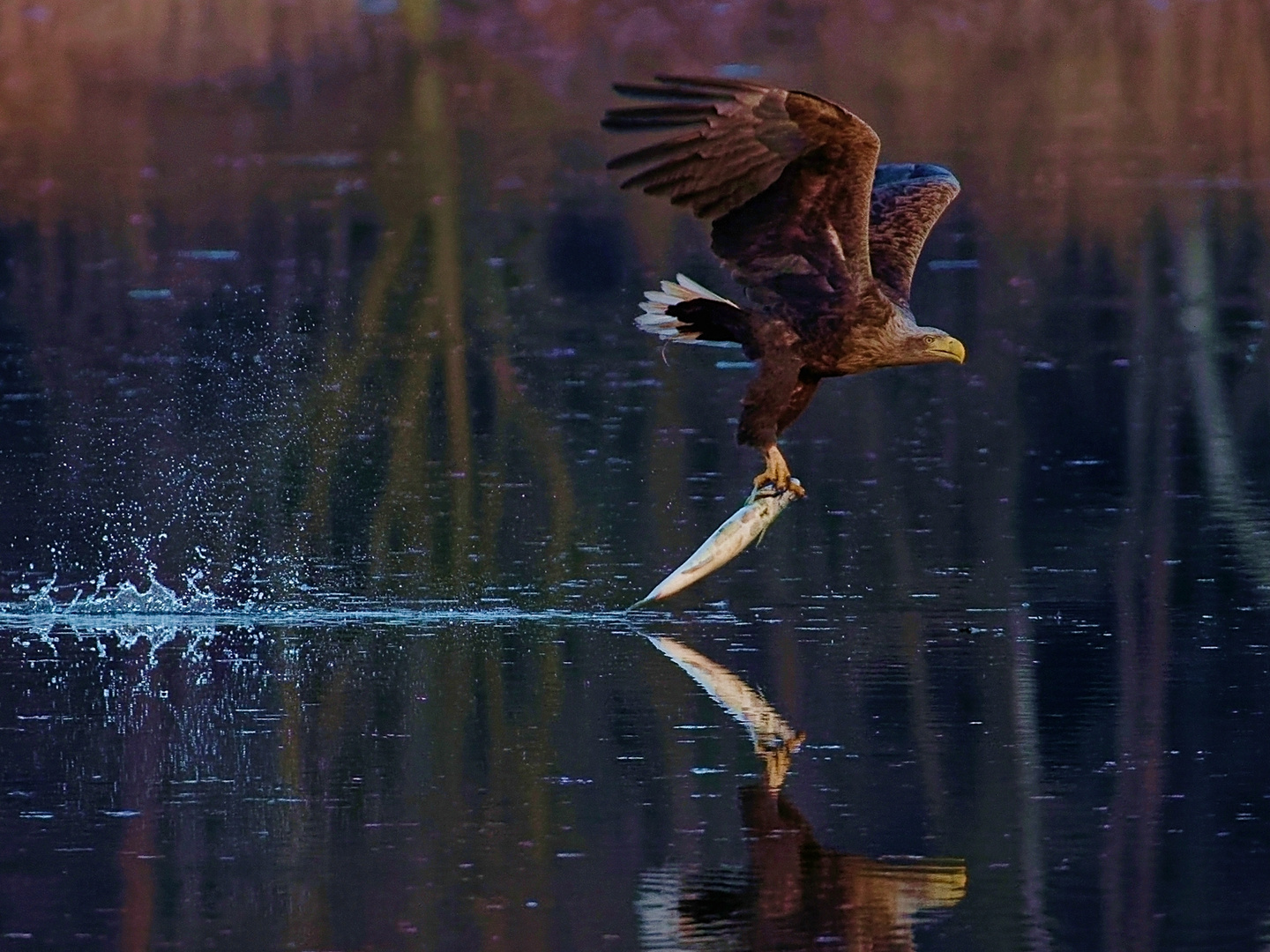 Wenn der Seeadler seine Beute ditscht... 